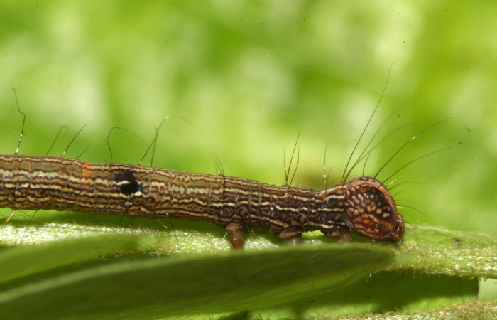 Fig. 4. Detalle de líneas y manchas sobre su  lateral cabeza, con pelos que sobresalen de <i>Euclystis guerini</i> (Erebidae),  Voucher: 17-SRNP-31605-DHJ739273.