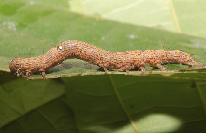Fig. 9. Larva de <i>Euclystis guerini</i> (Erebidae), comiendo <i>Trichospermum galeottii</i> (Malvaceea), al llegar a su madurez larval sus colores se difuminan muy característico de su fase como oruga. Voucher: 19-SRNP-46709-DHJ719833.