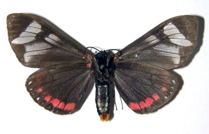 Figura 2. Adulto de <i>Dysschema leucophaea</i>   (macho) vista ventral (00-SRNP-20606-DHJ94375)