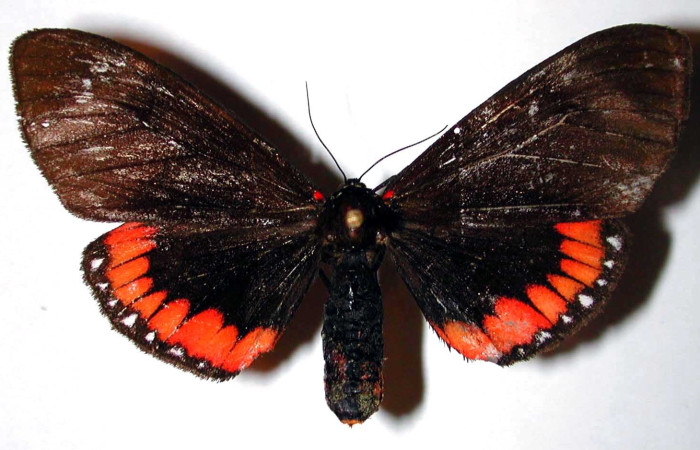 Figura 3. Adulto de <i>Dysschema leucophaea</i>   (hembra) vista dorsal (00-SRNP-20903-DHJ38450)
