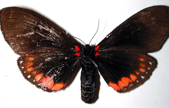 Figura 4. Adulto de <i>Dysschema leucophaea</i>   (hembra) vista ventral (00-SRNP-20903-DHJ38451)