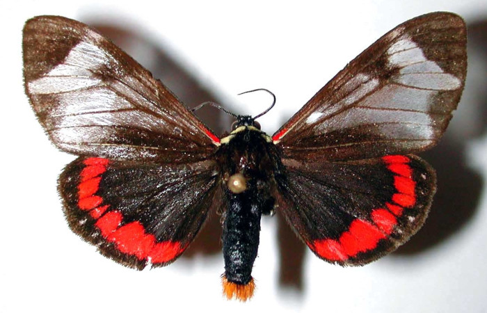 Figura 1. Adulto de <i>Dysschema leucophaea</i>   (macho) vista dorsal (01-SRNP-5154-DHJ38452)