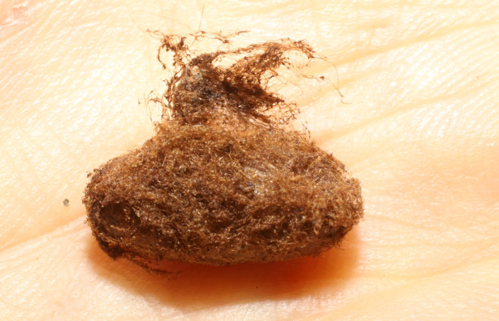 Figura 10. Detalle capullo de la familia Ichneumonidae <i>Enicospilus glabratus</i>, parásito que ataca a la larva de <i>Dysschema leucophaea</i>. Voucher: (09-SRNP-30935-DHJ469654)