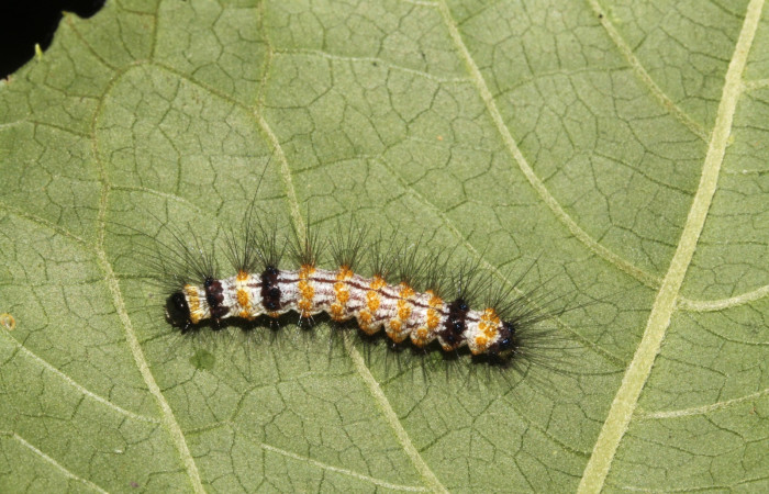 Figura 5. Larva <i>Dysschema leucophaea</i>   vista dorsal. (15-SRNP-41865-DHJ724699)