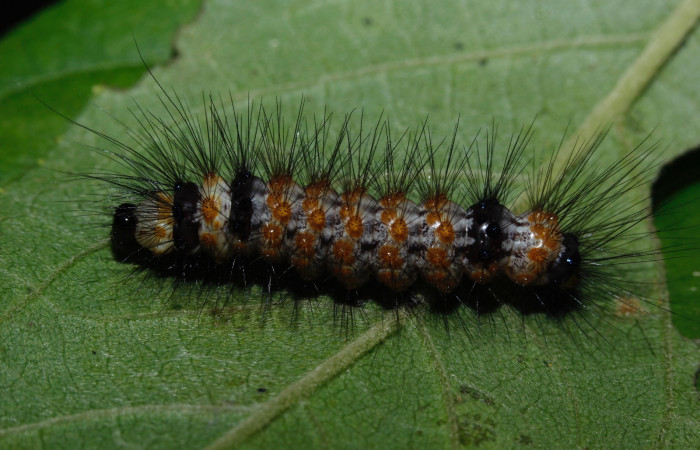 Figura 6. Larva <i>Dysschema leucophaea</i>   vista dorsal. (16-SRNP-26947- DHJ730599).