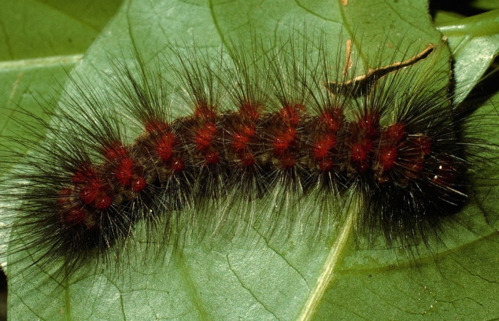 Figura 13. Larva <i>Dysschema magdala</i> vista dorsal. (95-SRNP-835-DHJ22197)