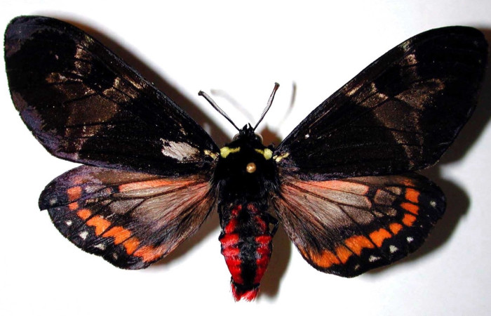 Figura 15. Adulto de <i>Dysschema magdala</i>   (macho) vista dorsal, 98-SRNP-2307.02-DHJ38438)