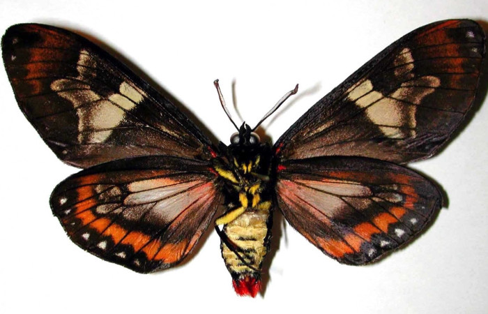 Figura 14. Adulto de <i>Dysschema magdala</i>   (macho) vista ventral, 98-SRNP-2307.02-DHJ38439)