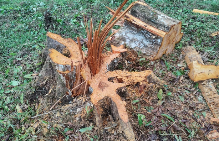 14 de junio   Dos Ríos de Upala  Foto: BCAF.PSA