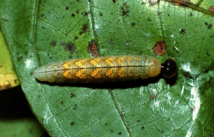Fig.13. Larva  de <i>Cecropterus</i> doryssusDHJ01. Voucher : 02-SRNP-6305-DHJ64867.jpg.