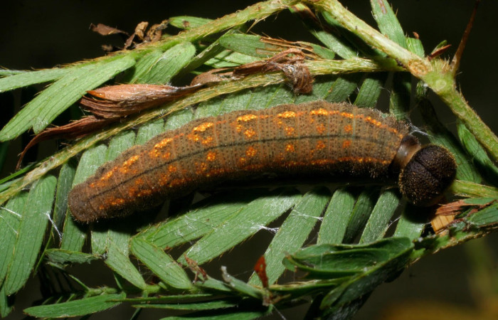 Fig.14. Larva  de <i>Cecropterus albimargo</i>. Voucher : 08-SRNP-4799-DHJ437678.jpg.