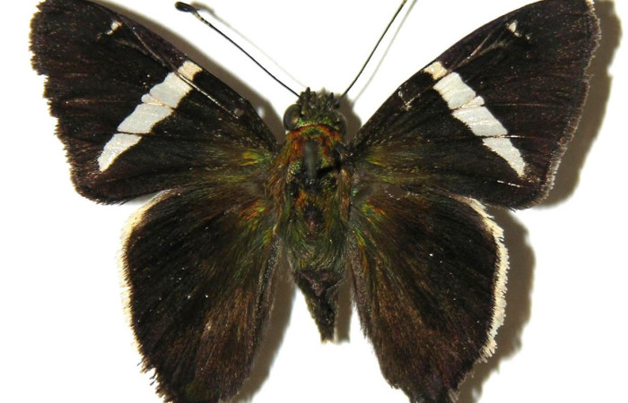 Fig.2. Adulto de <i>Cecropterus zarex</i>. Macho 34mm  de longitud vista ventral. Voucher : 05-SRNP-57363-DHJ307890.jpg.