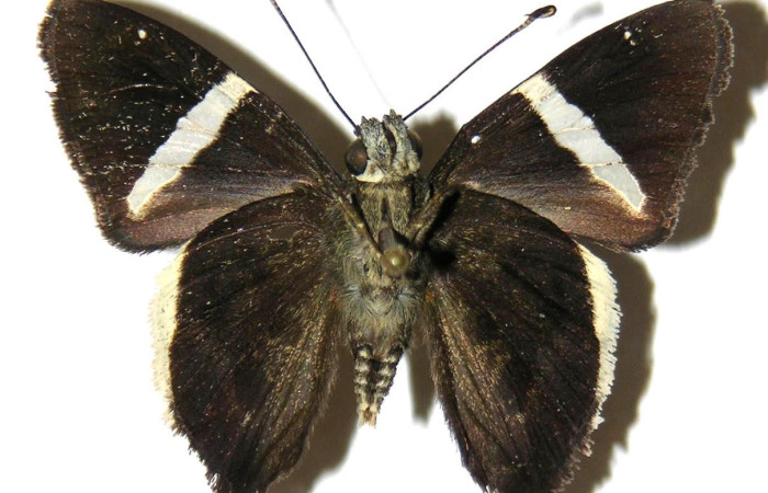 Fig.4. Adulto de <i>Cecropterus zarex</i>. Macho 34mm  de longitud vista ventral. Voucher : 05-SRNP-57363-DHJ307891.jpg.