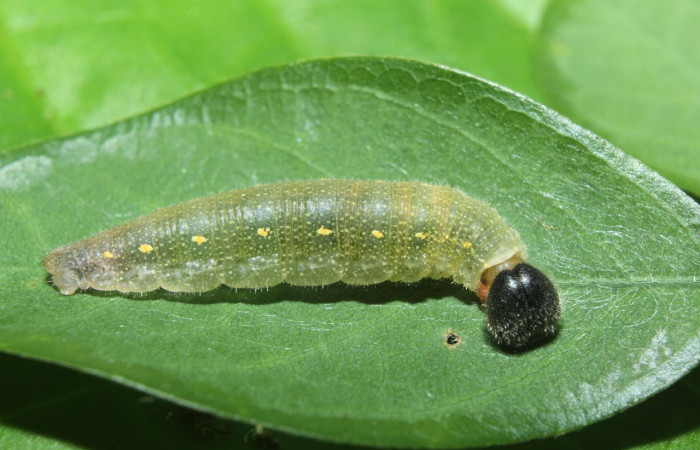 Fig.5. Larva de <i>Cecropterus zarex</i>. 17mm de  longitud vista dorsal. Voucher : 16-SRNP-70519-DHJ732701.jpg. 

