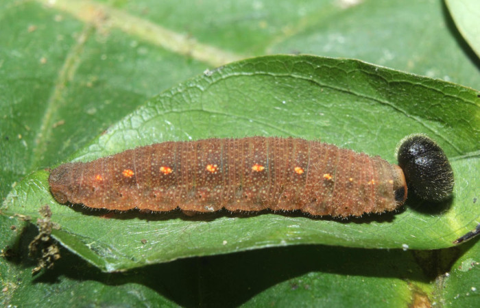 Fig.7. Larva de <i>Cecropterus zarex</i>. 21mm  de longitud, mostrando vista dorsal. Voucher : 16-SRNP-70519-DHJ732765.jpg. 
