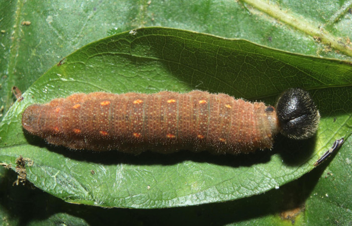 Fig.8. Larva de <i>Cecropterus zarex</i>. 21mm de longitud vista dosal. Voucher : 16-SRNP-70519-DHJ732766.jpg. 