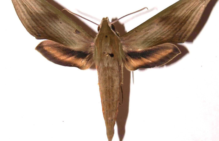 Fig. 01, Adulto de <i>Xylophanes libya</i> (Sphingidae), macho, vista dorsal 72mm de longitud, Voucher: 02-SRNP-19250-DHJ35488.jpg.