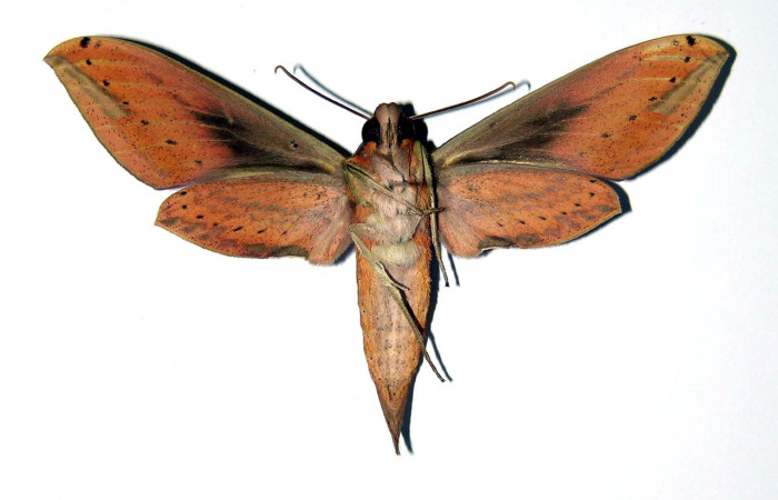 Fig. 04, Adulto de <i>Xylophanes libya</i> (Sphingidae), hembra, vista ventral 72mm de longitud, Voucher: 00-SRNP-3217-DHJ99535.jpg.