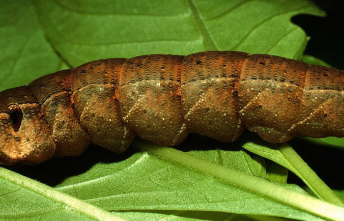 Fig. 08. Larva de <i>Xylophanes libya</i> (Sphingidae), vista lateral 66mm de longitud, último estadío. Voucher: 97-SRNP-3065-DHJ42141.jpg.