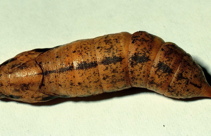 Fig. 12. Pupa de <i>Xylophanes libya</i> (Sphingidae), dorsal entera, 53mm de longitud. Voucher: 98-SRNP-8572-DHJ46816.jpg.