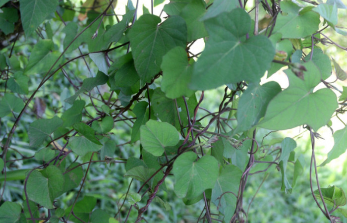 <i>Ipomoea batatas</i> (Convolvulaceae) una de las plantas hospederas de <i>Spodoptera androgea</i> (Noctuidae) Estación San Gerardo Febrero 2019.