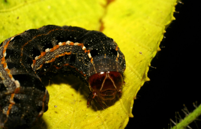 Parte frontal de <i>Spodoptera androgea</i> (Noctuidae) último estadio.Voucher: 06-SRNP-30143-DHJ409765.jpg.
