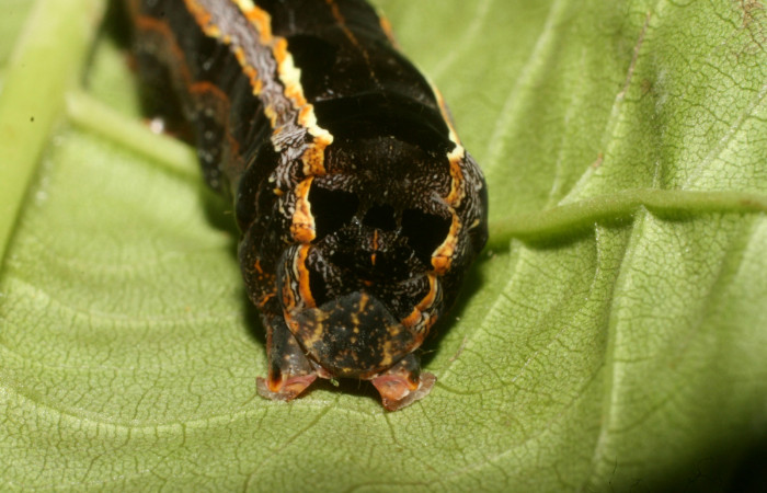 Parte trasera de <i>Spodoptera androgea</i> (Noctuidae) último estadio.Voucher:16-SRNP-36215-DHJ709749.jpg.