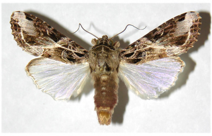  Adulto de <i>Spodoptera androgea</i> (Noctuidae) último estadio.Voucher: 01-SRNP-309-DHJ315934.
