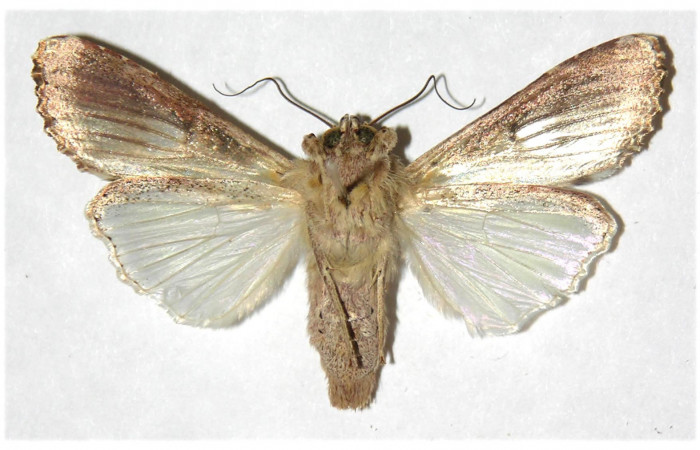 Adulto de <i>Spodoptera androgea</i> (Noctuidae) último estadio.Voucher: 01-SRNP-309-DHJ315935.