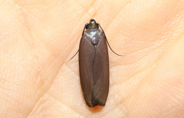 Fig.10 Adulto <i>Antaeotricha</i> zelleriEPR02, Depressariidae, mostrando la posición dorsal cerrado. Voucher: 10-SRNP-894-DHJ470517.jpg.