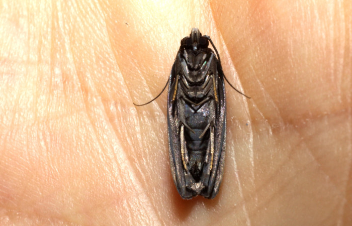 Fig.11 Adulto <i>Antaeotricha</i> zelleriEPR02, Depressariidae, mostrando la posición ventral cerrado. Voucher: 10-SRNP-894-DHJ470518.jpg.