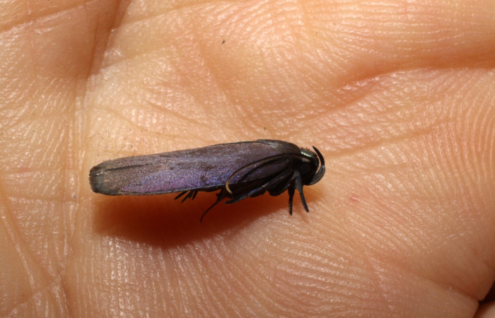 Fig.12 Adulto <i>Antaeotricha</i> zelleriEPR02, Depressariidae, mostrando la posición dorsal costado. Voucher: 10-SRNP-894-DHJ470519.jpg.