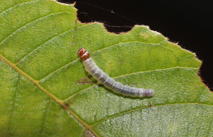 Fig. 14 Larva <i>Antaeotricha</i> zelleriEPR02, Depressariidae, (estadio U), mostrando la posición dorsal entero, se alimenta <i>Clethra lanata</i>, familia (Clethraceae). Voucher: 14-SRNP-4747-DHJ487644.jpg.