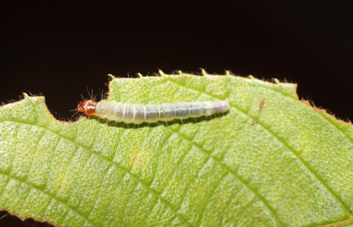 Fig. 15 Larva <i>Antaeotricha</i> zelleriEPR02, Depressariidae, (estadio U), mostrando la posición dorsal entero, se alimenta <i>Clethra lanata</i>, familia (Clethraceae). Voucher: 14-SRNP-4747-DHJ487645.jpg.