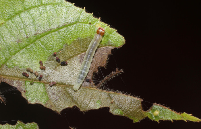 Fig. 17 Larva <i>Antaeotricha</i> zelleriEPR02, Depressariidae, (estadio U), mostrando la posición lateral entero, se alimenta <i>Clethra lanata</i>, familia (Clethraceae). Voucher: 14-SRNP-4747-DHJ487647.jpg.