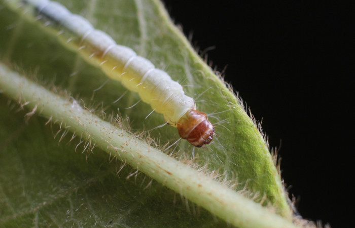 Fig. 19 Larva <i>Antaeotricha</i> zelleriEPR02, Depressariidae, (estadio U), mostrando la posición frontal cabeza, se alimenta <i>Clethra lanata</i>, familia (Clethraceae). Voucher: 14-SRNP-4747-DHJ487649.jpg.