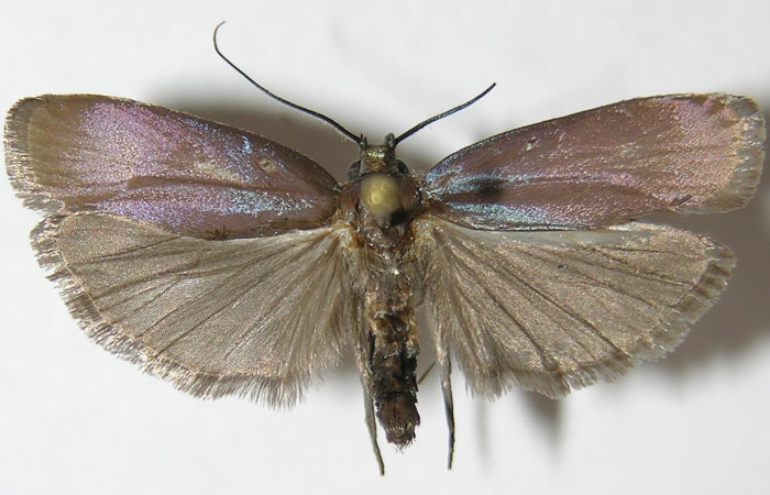 Fig.1 Adulto <i>Antaeotricha</i> zelleriEPR02, Depressariidae, mostrando la parte dorsal. Voucher: 10-SRNP-894-DHJ532240.
