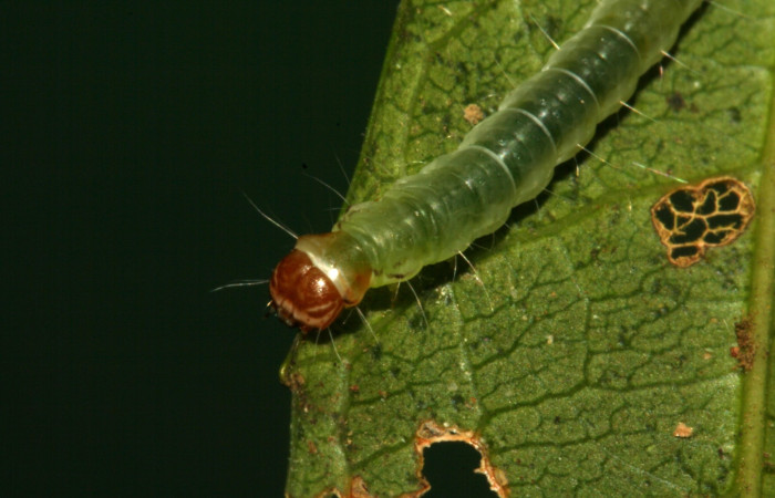 Fig. 9 Larva <i>Antaeotricha</i> zelleriEPR02, Depressariidae, (estadio U), mostrando la posición frontal, se alimenta <i>Hasseltia floribunda</i>, familia (Salicaceae). Voucher: 09-SRNP-5078- DHJ464087.jpg.