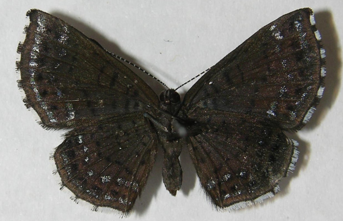 Fig. 2 Adulto <i>Calephelis iris</i> (Riodinidae), vista ventral mide 24mm. Sendero Juntas, Sector Rincon Rain Forest, 400m.12-SRNP-42887-DHJ567451.