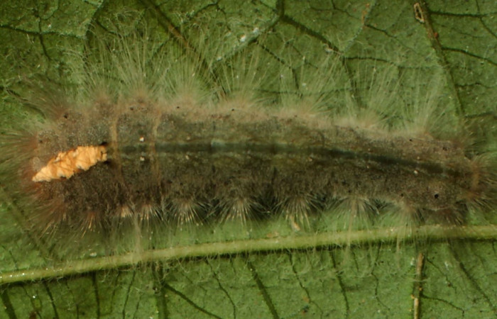 Fig. 3 Larva <i>Calephelis iris[/I] (Riodinidae),  mide 18mm. Rio Blanco Abajo, Sector San Cristóbal, 500m. 00-SRNP-12644-DHJ55504.jpg