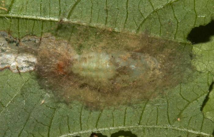 Fig. 5 Pupa <i>Calephelis iris</i> (Riodinidae), mide 15mm. Colocho, Sector Pitilla, 375m. 19-SRNP-30229-DHJ749271.jpg