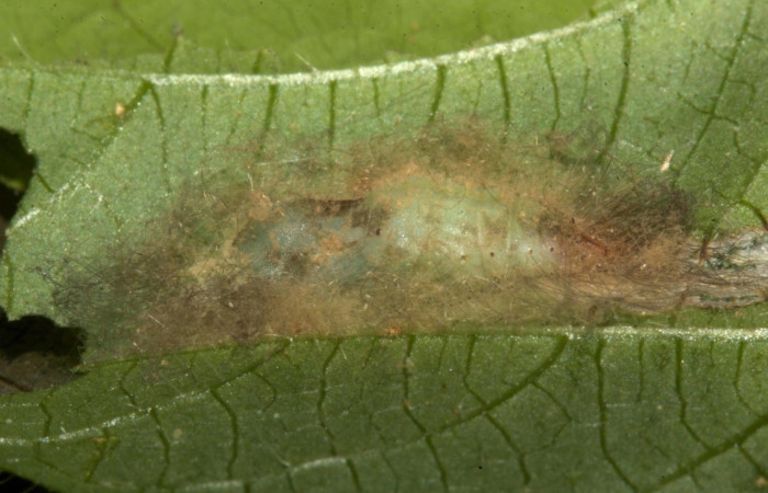 Fig. 6 Pupa [I]Calephelis iris</i> (Riodinidae), mide 15mm. Colocho, Sector Pitilla, 375m.19-SRNP-30229-DHJ749272.jpg