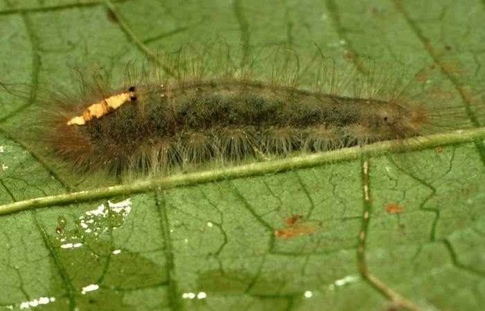 Fig. 8 Larva [I]Calephelis iris</i> (Riodinidae), mide 11mm. Colocho, Sector Pitilla, 375m 15-SRNP-30017-DHJ721500.jpg