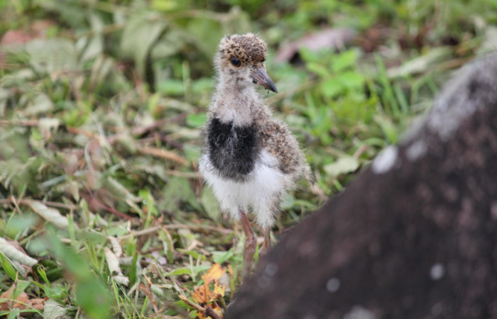 Fig. 10 Southern Lapwing (Ave Fría o Chorlito Sureño) <i>Vanellus chilensis</i> (Charadriidae). Estación Biológica Los Almendros Sector El Hacha ACG. 26 de agosto 2022, Foto. Roster Moraga