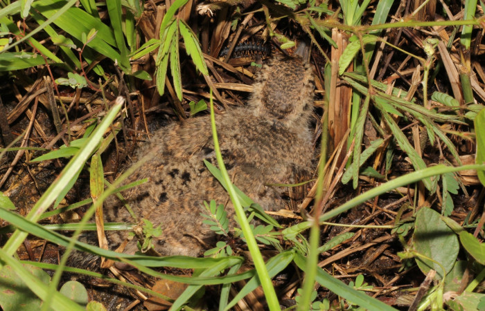 Fig. 11 Southern Lapwing (Ave Fría o Chorlito Sureño) <i>Vanellus chilensis</i> (Charadriidae). Estación Biológica Los Almendros Sector El Hacha ACG. 28 de agosto 2022, Foto. Roster Moraga