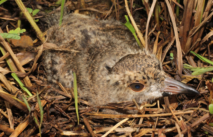 Fig. 12 Southern Lapwing (Ave Fría o Chorlito Sureño) <i>Vanellus chilensis</i> (Charadriidae). Estación Biológica Los Almendros Sector El Hacha ACG. 28 de agosto 2022, Foto. Roster Moraga