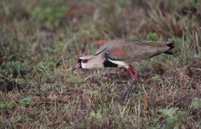 Fig. 1 Southern Lapwing (Ave Fría o Chorlito Sureño) <i>Vanellus chilensis</i> (Charadriidae). Estación Biológica Los Almendros, Sector El Hacha ACG. 03 de mayo 2021, Foto. Roster Moraga