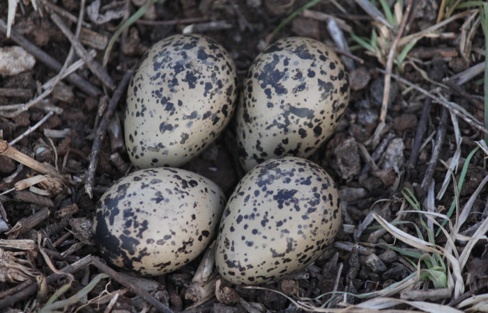 Fig. 2 Huevos de Southern Lapwing (Ave Fría o Chorlito Sureño) <i>Vanellus chilensis</i> (Charadriidae). Estación Biológica Los Almendros Sector El Hacha ACG. 30 de abril 2021, Foto. Roster Moraga