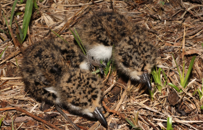 Fig. 4 Pollos de Southern Lapwing (Ave Fría o Chorlito Sureño) <i>Vanellus chilensis</i> (Charadriidae). Estación Biológica Los Almendros Sector El Hacha ACG. 06 de mayo 2021, Foto. Roster Moraga