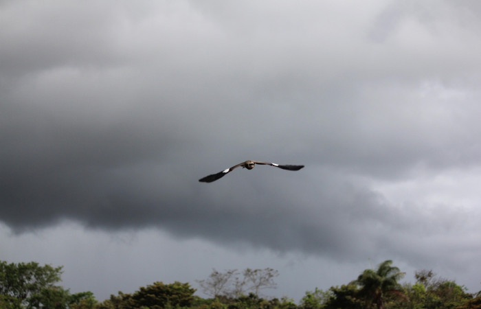 Fig. 5 Southern Lapwing (Ave Fría o Chorlito Sureño) <i>Vanellus chilensis</i> (Charadriidae). Estación Biológica Los Almendros Sector El Hacha ACG. 03 de mayo 2021, Foto. Roster Moraga